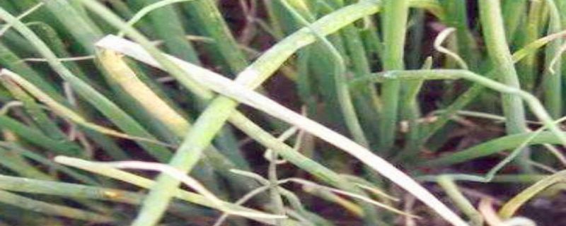 大葱霜霉病特效药