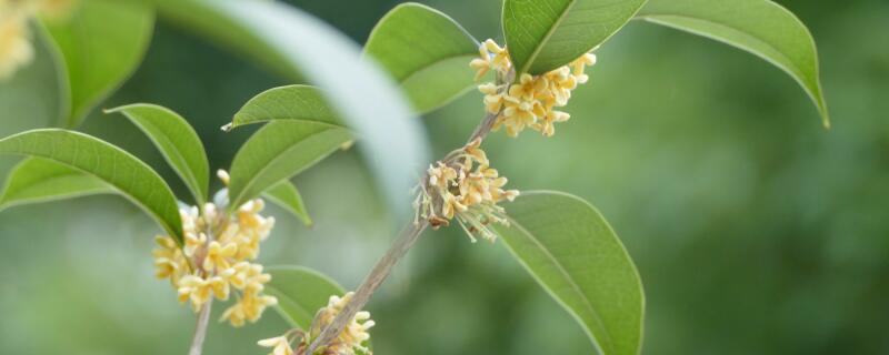 盆栽桂花怎么施肥