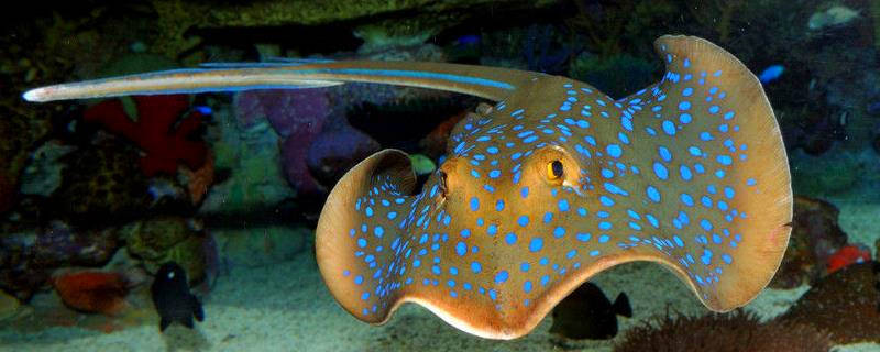 魟鱼可以养一只吗