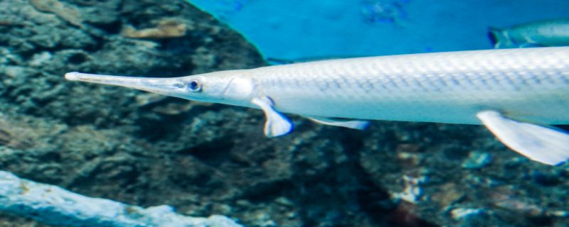 雀鳝是不是热带鱼