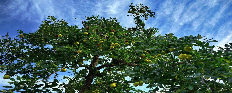 枣树几年可以挂果