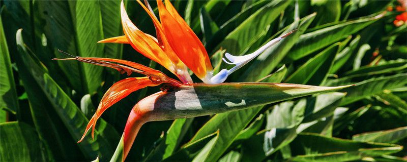 鹤望兰怎么过冬