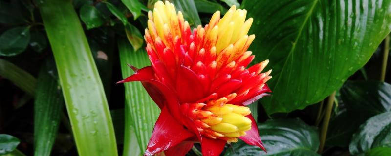 水塔花怎么浇水