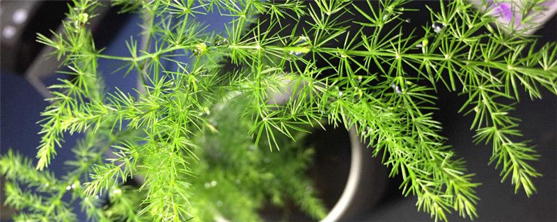 植物什么时候浇水