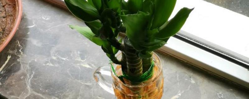 水养富贵竹怎么过冬