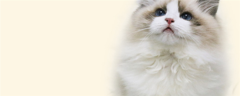 猫怕什么气味和东西