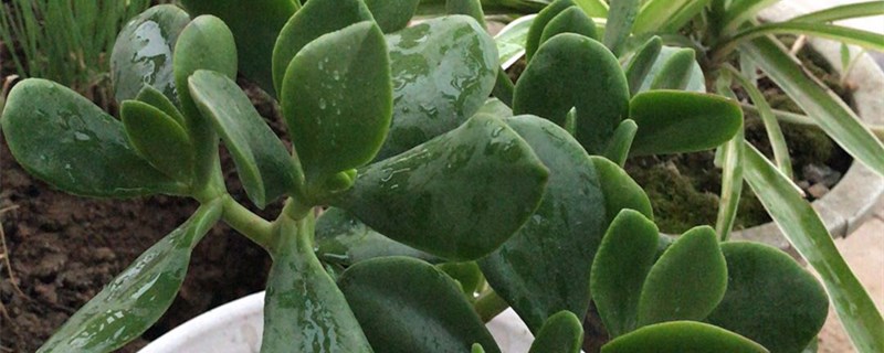 玉树怎么浇水