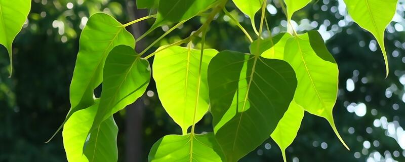 菩提树是什么意思