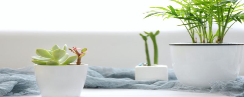 绿植什么时候浇水
