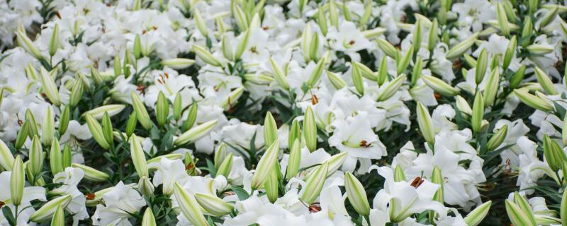 百合花怎么过冬