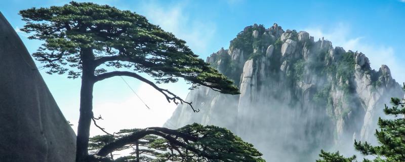 松树怎么过冬