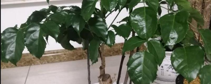幸福树怎么过冬