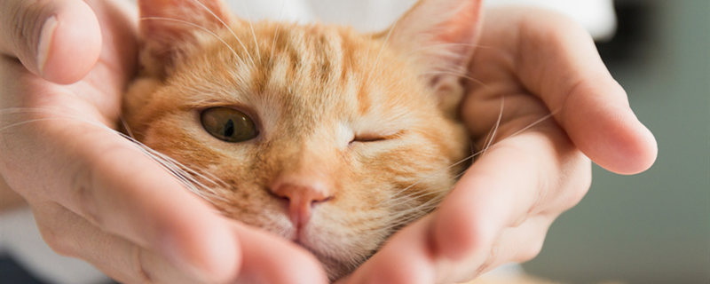 怎么驱赶猫拉屎