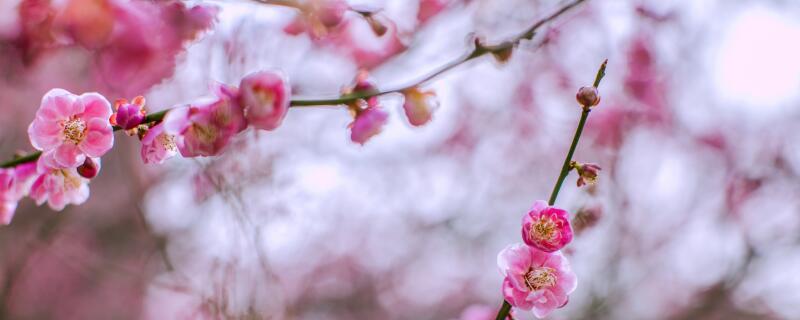 梅花怎么过冬
