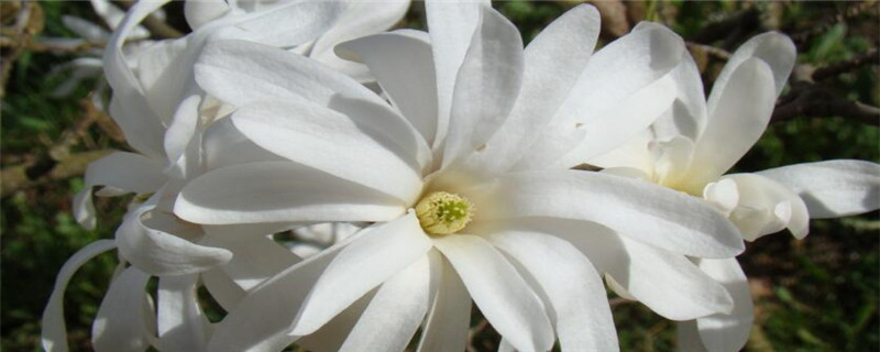 玉兰花怎么过冬