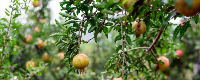 石榴什么时候剪枝