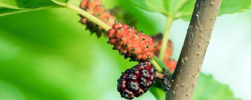 桑树什么时候嫁接