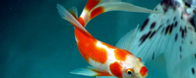 草金鱼和什么混养