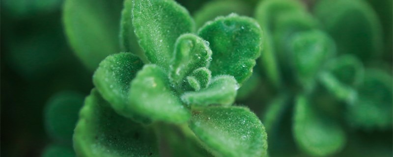 碰碰香怎么过冬