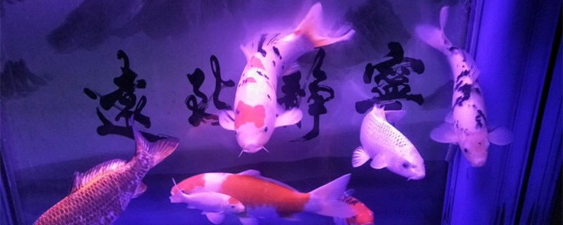 锦鲤鱼和什么鱼混养