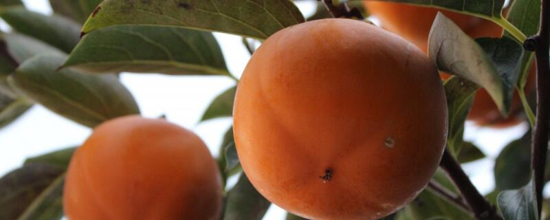 柿子树怎么过冬