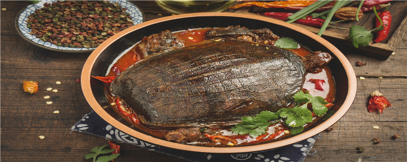 甲鱼苗怎么过冬