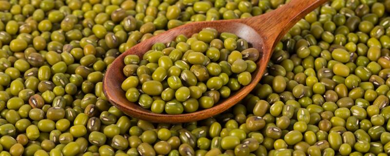 绿豆是种子还是果实