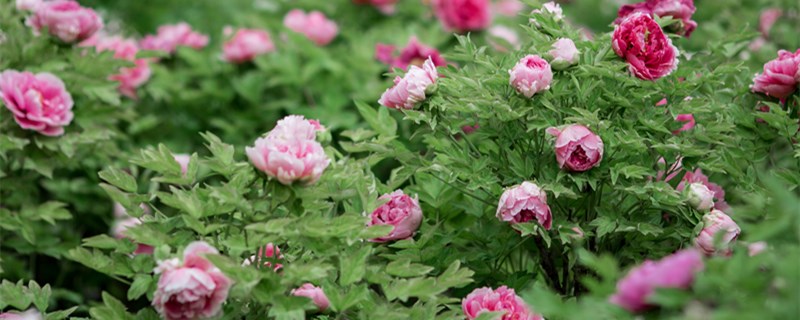 花适合什么时候浇水