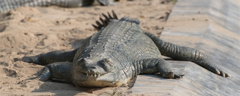 鳄鱼怎么过冬的