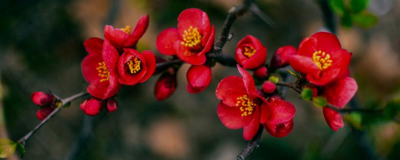 海棠花怎么过冬