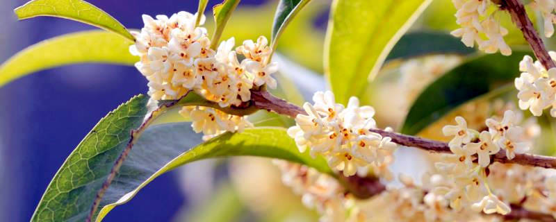 桂花什么时候剪枝