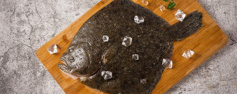 多宝鱼是不是热带鱼