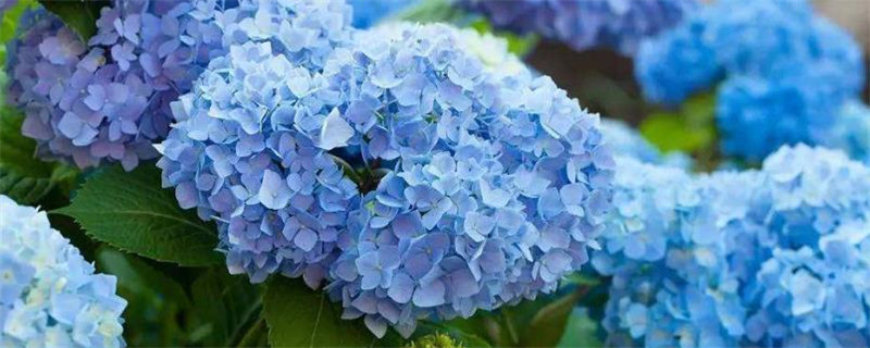 花怎么施肥