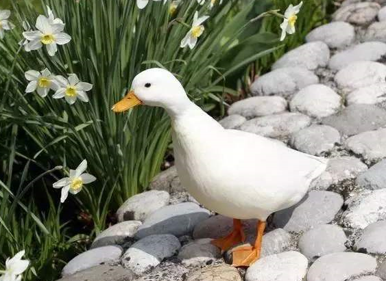 柯尔鸭养殖风险