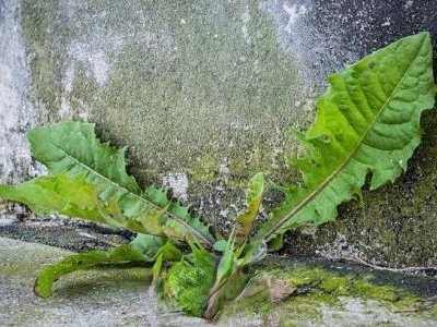 蒲公英水烫脚有啥好处 蒲公英水烫脚的功效与作用