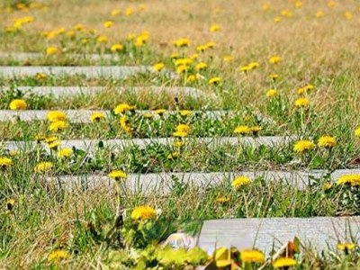 蒲公英如何种植 蒲公英种植方法