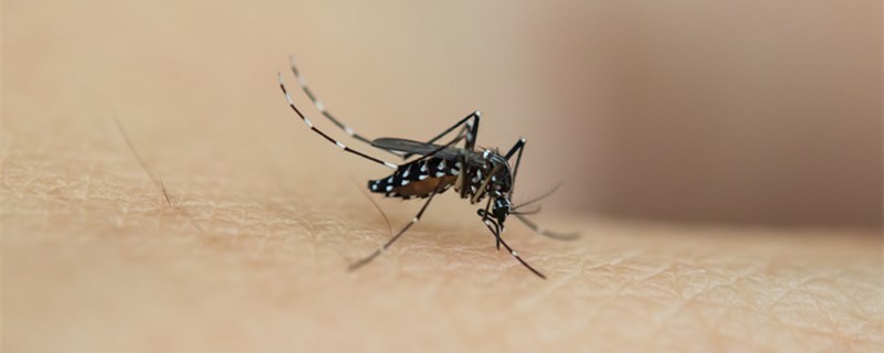 蚊子害怕什么气味