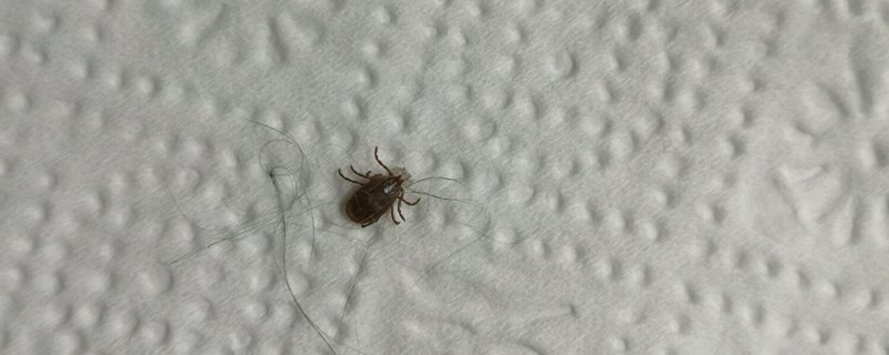 草爬子怕什么气味