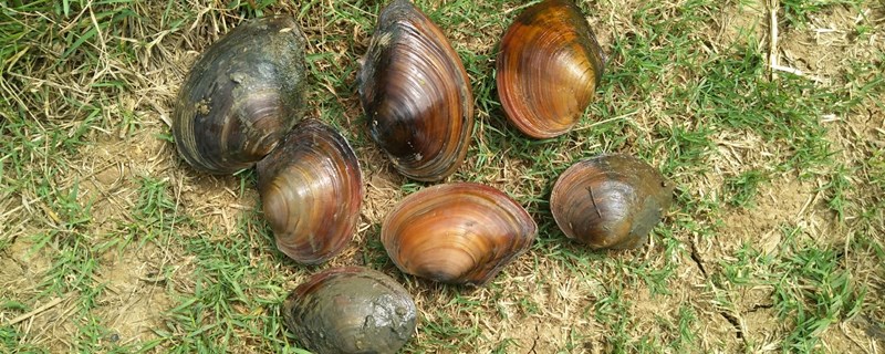 蚌是怎么繁殖的