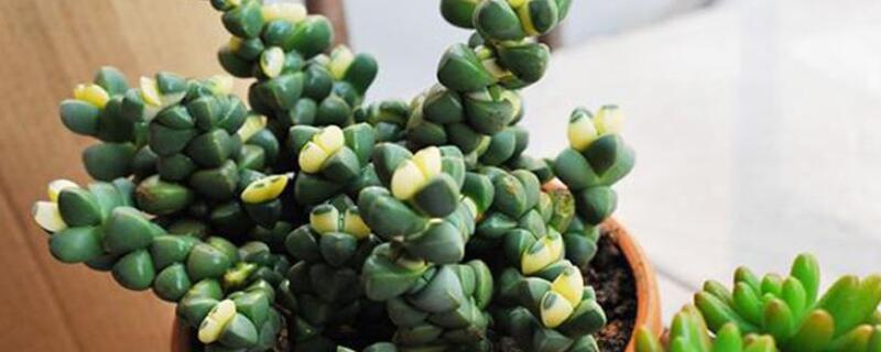 多肉海棠鹿角怎么繁殖