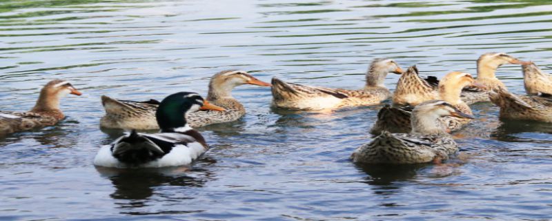 鸭子喜欢吃什么草