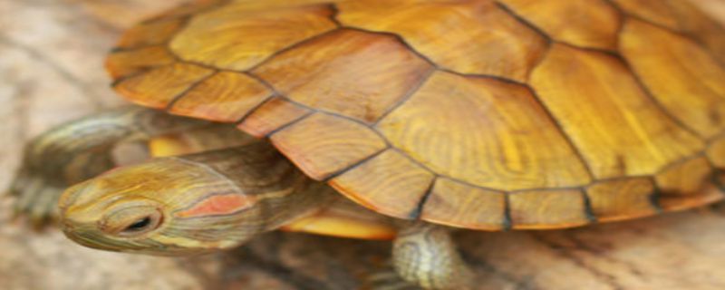 黄金巴西龟能长多大