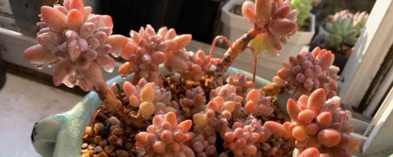 多肉奥普琳娜能长多大