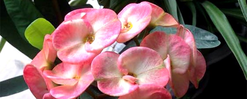 刺梅花的养殖养护方法