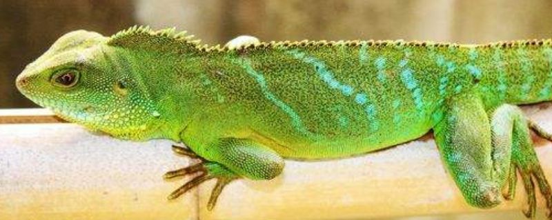 中国水龙能长多大