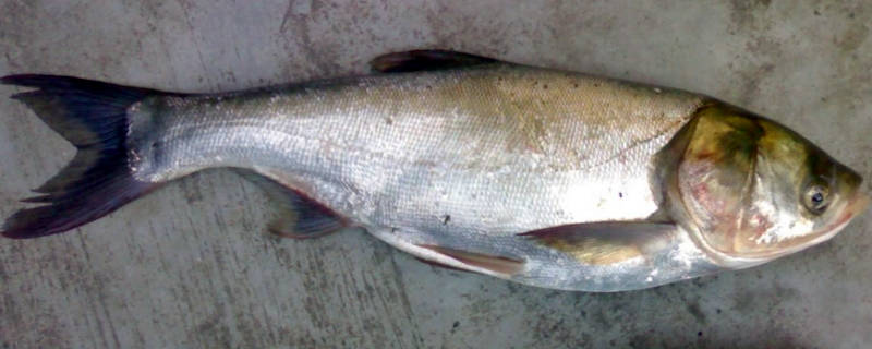 花鲢一年能长多大