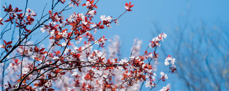 李子树什么时候嫁接