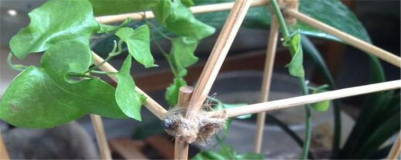 龟甲龙怎么浇水