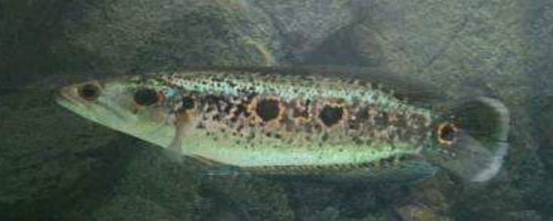 七彩雷龙鱼能长多大