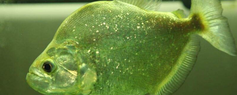 虎鱼和什么鱼混养好